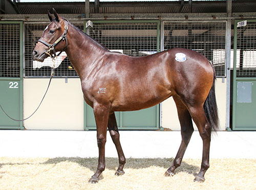 SEBRING X PADMA FILLY.